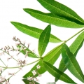 Cỏ Roi Ngựa (Verbena)